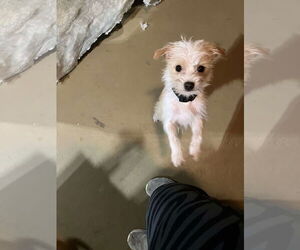 Chihuahua-Unknown Mix Dogs for adoption in Pryor, OK, USA
