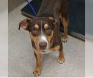 Mutt Dogs for adoption in Canton, CT, USA