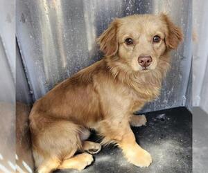 Mutt Dogs for adoption in San Antonio, TX, USA