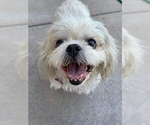 Shinese Dogs for adoption in Wichita, KS, USA