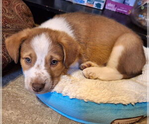 Border Collie-Unknown Mix Dogs for adoption in House Springs, MO, USA