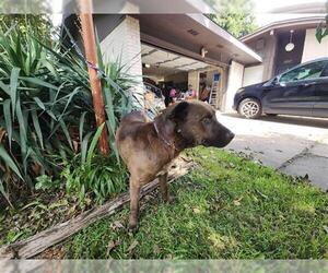 Labrador Retriever-Unknown Mix Dogs for adoption in Houston, TX, USA