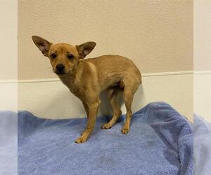 Chihuahua-Unknown Mix Dogs for adoption in Modesto, CA, USA