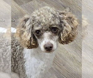 Poodle (Miniature) Dogs for adoption in Lee's Summit, MO, USA
