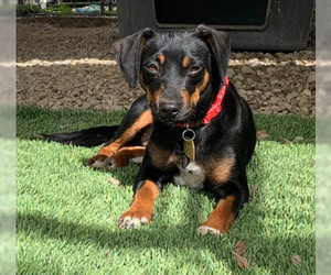 Medium Photo #1 Doxie-Pin Puppy For Sale in Ventura, CA, USA