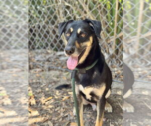 German Shepherd Dog-Unknown Mix Dogs for adoption in Hilton Head, SC, USA