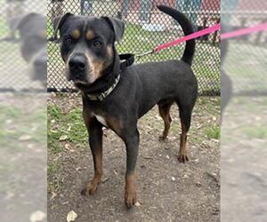 Rottweiler-Unknown Mix Dogs for adoption in San Antonio, TX, USA