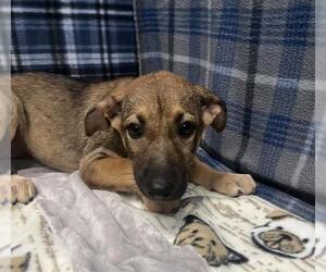 German Shepherd Dog Dogs for adoption in Rosenberg, TX, USA