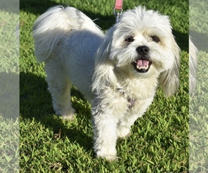 ShihPoo Dogs for adoption in Palo Alto, CA, USA