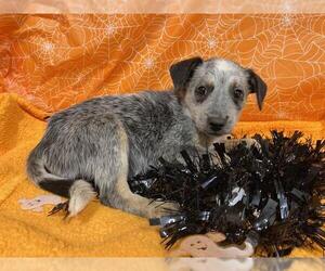 Australian Cattle Dog Dogs for adoption in Modesto, CA, USA