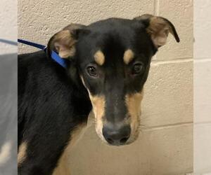 Labrador Retriever-Unknown Mix Dogs for adoption in Conroe, TX, USA