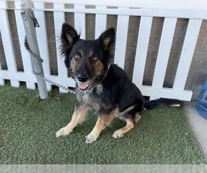 German Shepherd Dog-Unknown Mix Dogs for adoption in Modesto, CA, USA