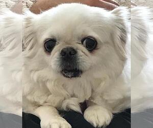 Pekingese Dogs for adoption in Simi Valley, CA, USA