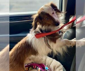 Dachshund Dogs for adoption in Crossville, TN, USA