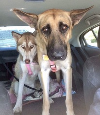German Shepherd Dog Dogs for adoption in Mission viejo, CA, USA