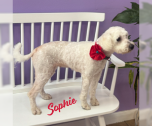 Poodle (Miniature)-Unknown Mix Dogs for adoption in HOUSTON, TX, USA