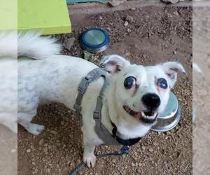 Pembroke Welsh Corgi Dogs for adoption in Austin, TX, USA