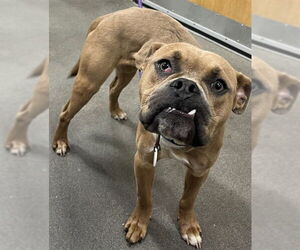 Boxer-Unknown Mix Dogs for adoption in Forestville, MD, USA