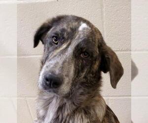 Mutt Dogs for adoption in Georgetown, KY, USA