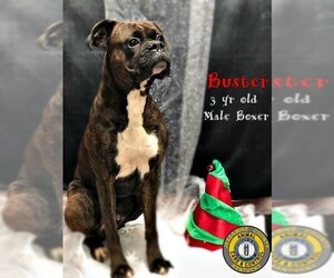 Boxer Dogs for adoption in Nicholasville, KY, USA