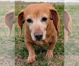 Dachshund Dogs for adoption in Shelbyville, TN, USA
