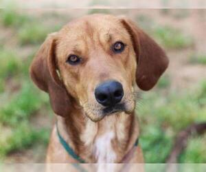 Redbone Coonhound Dogs for adoption in Tallahassee, FL, USA