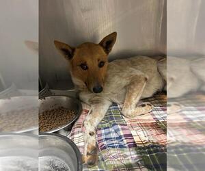 Mutt Dogs for adoption in Riverside, CA, USA