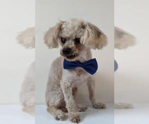 Poodle (Toy) Dogs for adoption in Phelan, CA, USA