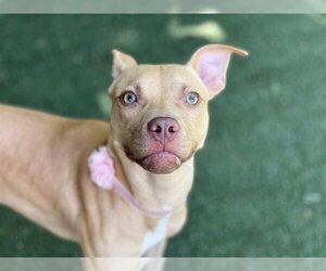 Labrador Retriever Dogs for adoption in Charlotte, NC, USA