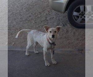 Australian Shepherd-Collie Mix Dogs for adoption in Chandler, AZ, USA