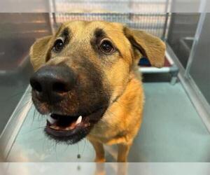 Shepradors Dogs for adoption in Norfolk, VA, USA