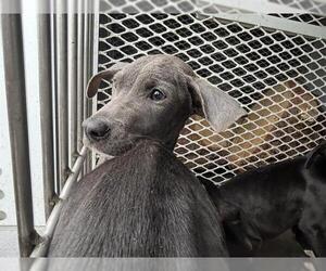 Mutt Dogs for adoption in Bakersfield, CA, USA