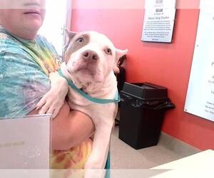 Mutt Dogs for adoption in Louisville, KY, USA