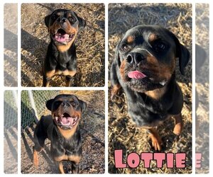 Rottweiler Dogs for adoption in Pierceton , IN, USA