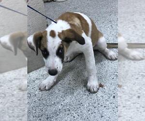 Lab-Pointer Dogs for adoption in Conroe, TX, USA