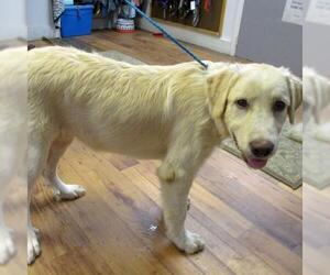 Great Pyrenees Dogs for adoption in Fayetteville, TN, USA