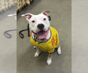 American Pit Bull Terrier-Unknown Mix Dogs for adoption in Rockaway, NJ, USA