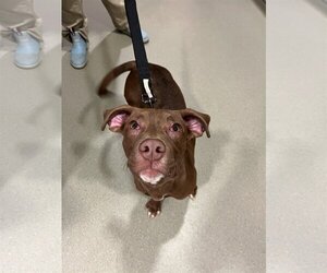 Labrador Retriever Dogs for adoption in Virginia Beach, VA, USA