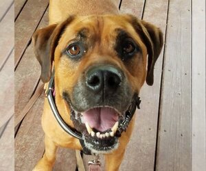 Bullmastiff-Unknown Mix Dogs for adoption in Morgantown, IN, USA