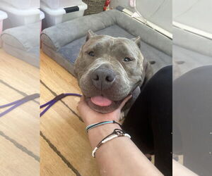 American Pit Bull Terrier Dogs for adoption in Rockaway, NJ, USA