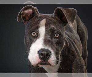 American Pit Bull Terrier Dogs for adoption in San Andreas, CA, USA
