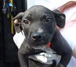 Medium Photo #1 American Pit Bull Terrier-Labrador Retriever Mix Puppy For Sale in Chantilly, VA, USA