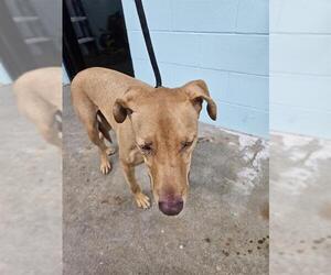 Unknown-Weimaraner Mix Dogs for adoption in Temple, TX, USA