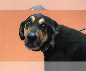 Black and Tan Coonhound Dogs for adoption in Missoula, MT, USA