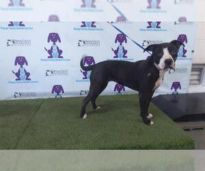 American Pit Bull Terrier Dogs for adoption in Orlando, FL, USA