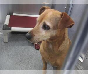 Miniature Pinscher Dogs for adoption in Orange, CA, USA