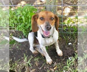 Beagle Dogs for adoption in New Smyrna Beach, FL, USA