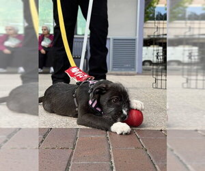 German Wirehaired Pointer Dogs for adoption in Sugar Land, TX, USA