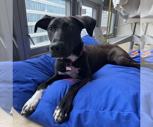 Labrador Retriever-Unknown Mix Dogs for adoption in Boston, MA, USA