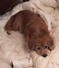 Dachshund Dogs for adoption in Boerne, TX, USA